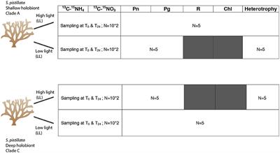 Carbon and Nitrogen Acquisition in Shallow and Deep Holobionts of the Scleractinian Coral S. pistillata